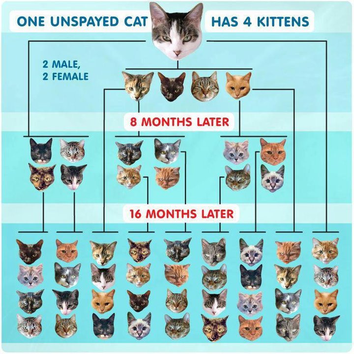 About Fairchild Feral Friends Foundation